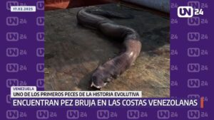 Encuentran un extraño pez bruja en las costas venezolanas