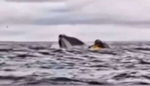 Joven venezolano "tragado" por una ballena pensó que había muerto