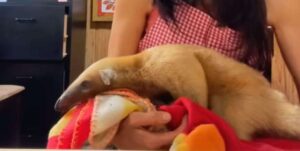 Jóvenes matan a pedradas a osa mielero en el Waraira Repano