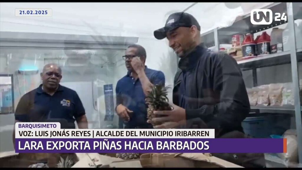Lara exportó su primer cargamento de piñas a Barbados