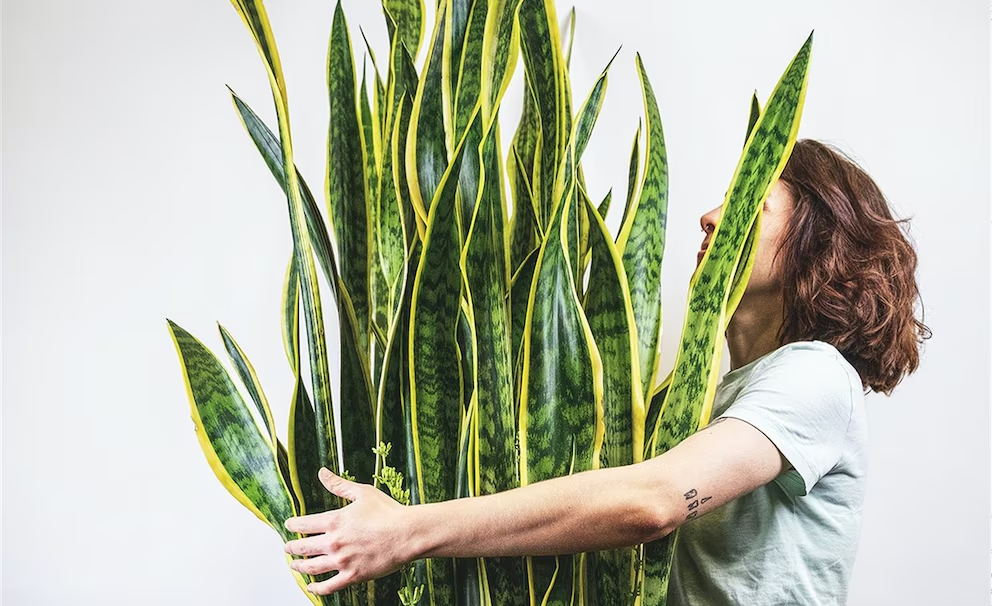Estos son los riesgos a los que te puedes enfrentar si tienes una de estas plantas en casa
