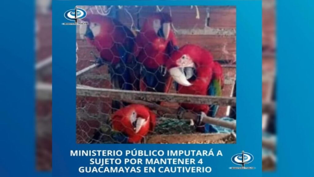 MP imputará a un hombre que mantenía en cautiverio a una guacamayas en Caracas