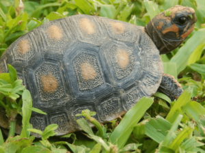 Morrocoyes en casa: cuidados esenciales para su bienestar