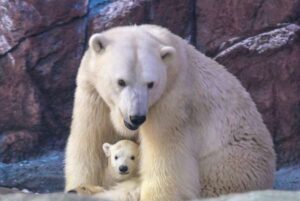 Nace en Latinoamérica la primera osezna polar