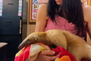 ¡Lamentable! Murió la osita melero atacada en el Waraira Repano