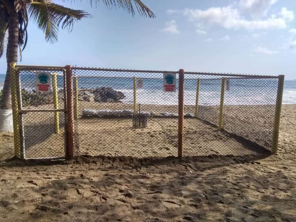 Preparan el sitio de anidación de tortugas marinas en La Sabana
