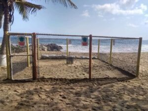 Preparan el sitio de anidación de tortugas marinas en La Sabana