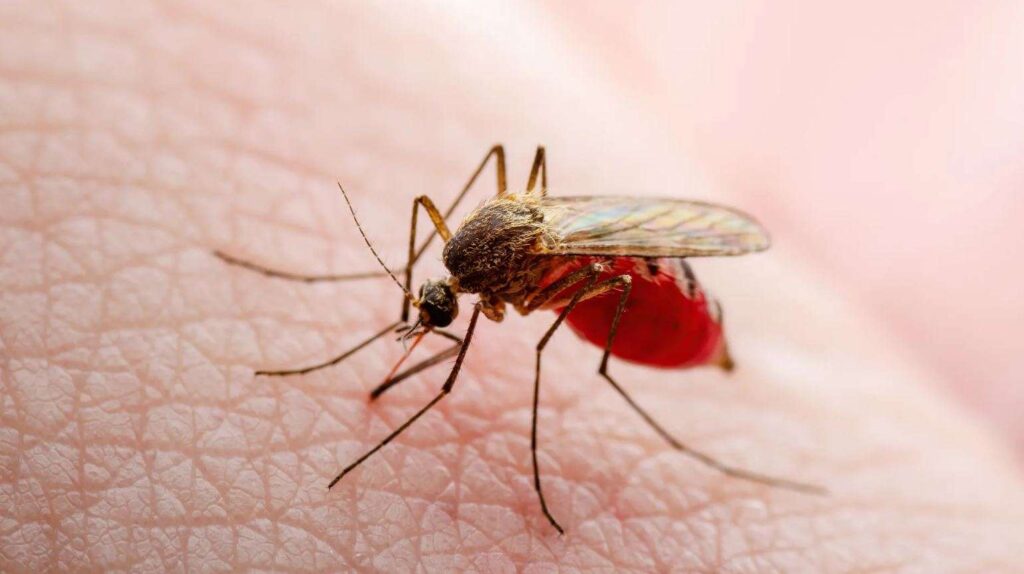 Reportan más de tres mil casos de Oropouche en enero en las Américas