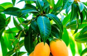 Tres plantas medicinales - Últimas Noticias