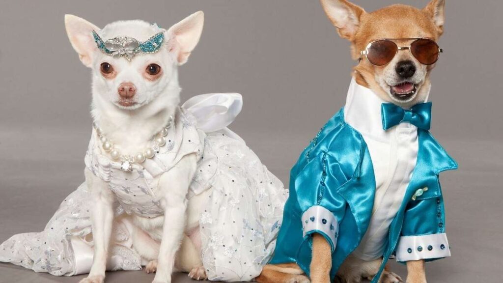 Vestir a los animales puede enfermarlos