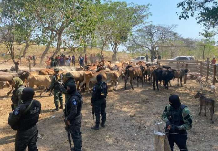 GNB recuperó 124 bovinos en la Sierra de Perijá