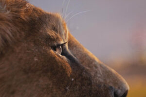 Acaba de estrenarse en Disney+ un ambicioso blockbuster animado que parecía destinado a fracasar, pero ha terminado arrasando en taquilla