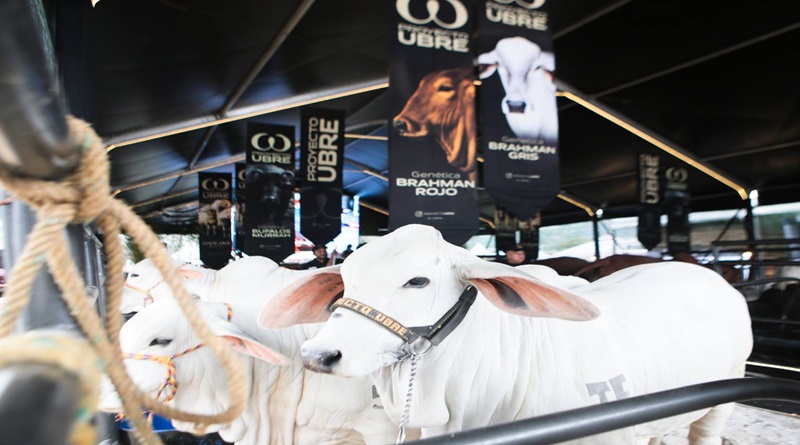 Venezuela es el tercer país en exportar genética ganadera en América Latina