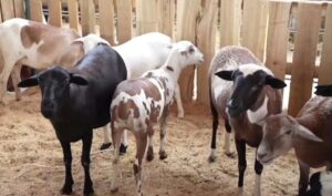 Con feria agropecuaria Zaraza celebra el Carnaval 2025