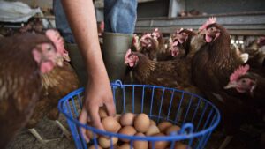 EEUU pide ayuda a Europa ante escasez de huevos