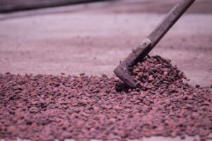 El cacao del Alto Apure tiene aroma de mujer