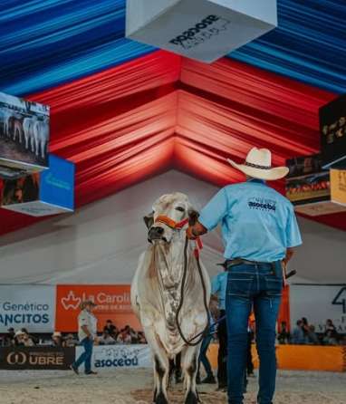 Feria Nacional del Cebú y sus cruces se anota un éxito en Miranda