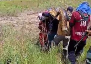 Hallan anaconda de 4 metros en el Guri