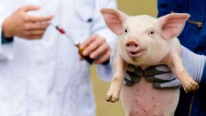Hígado porcino, solución temporal para humanos