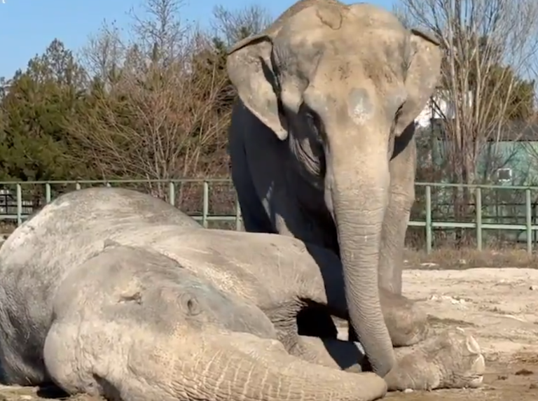 La elefanta Magda se niega a dejar el cuerpo de su compañera Jenny