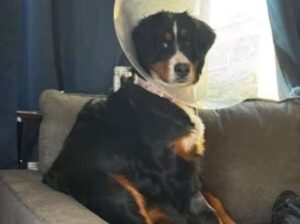 La pica hace que perros coman objetos extraños