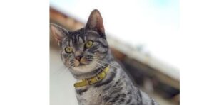 Mía, una gatita tabby que "eligió" a su familia