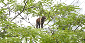 Denuncian que una mujer fue atacada por un mono silvestre en Miranda
