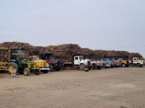 Portuguesa lidera zafra de caña con 82,45% de molienda