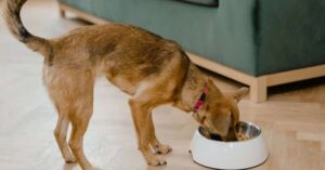 Recomiendan limpiar bien los platos de las mascotas