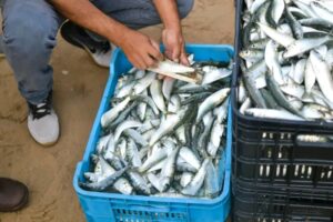 "Venezuela come más pescado" estará activa hasta Semana Santa en redoma de Petare