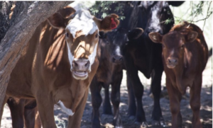 Luis Alejandro Sampayo Cabada