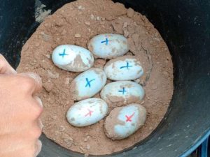 131 huevos del caimán del Orinoco es protegido en el Hato El Cedral en Apure