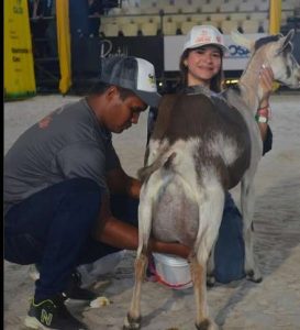 Cabra rompe récord nacional de producción de leche