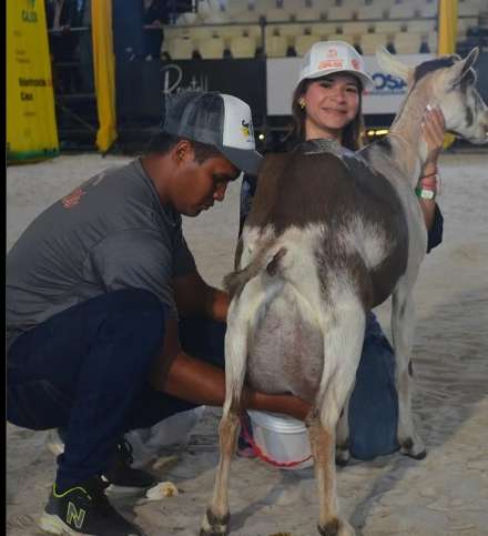 Cabra rompe récord nacional de producción de leche