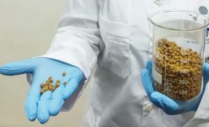 Centro Nacional de Tecnología Química desarrolla proyecto de alimento concentrado para caballos