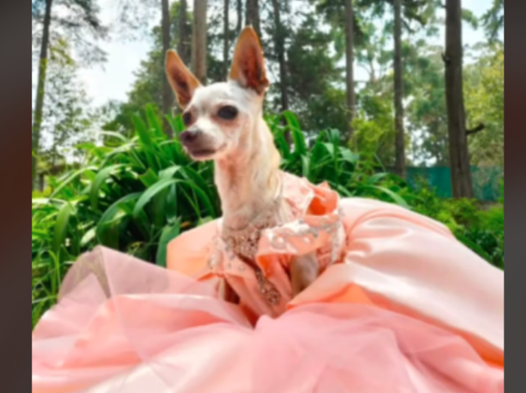 Celebración de los 15 años perrunos, tendencia en redes sociales