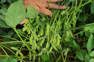 Científicos impulsarán producción de soya