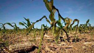 Fenómeno El Niño - Últimas Noticias