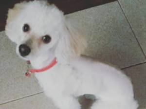 Fortunato: el cachorro que nunca vendieron