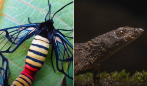 Hallan en Colombia dos nuevas especies de la fauna