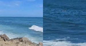 Bañistas disfrutaban de playas en La Guaira y avistaron algo flotando que los dejó en shock