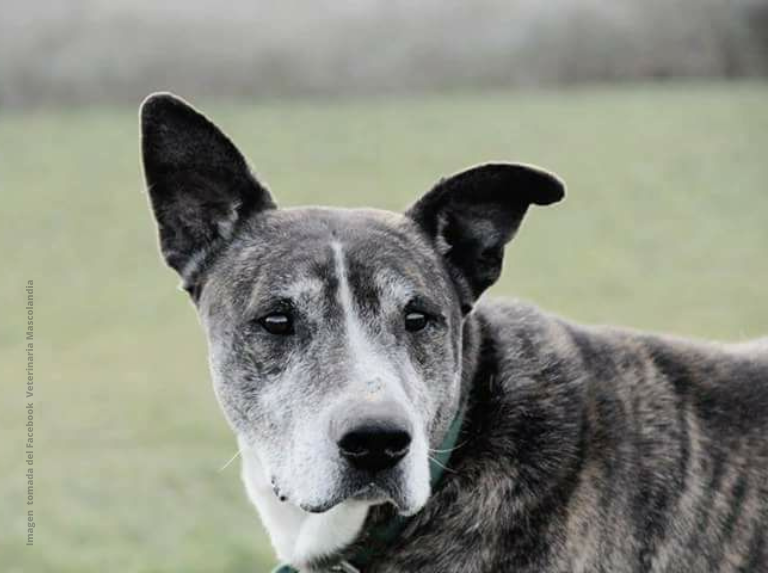 Las lecciones que aprendí tras adoptar un perro viejo