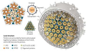 Nuevas investigaciones sugieren vínculo entre el herpes y el Alzheimer