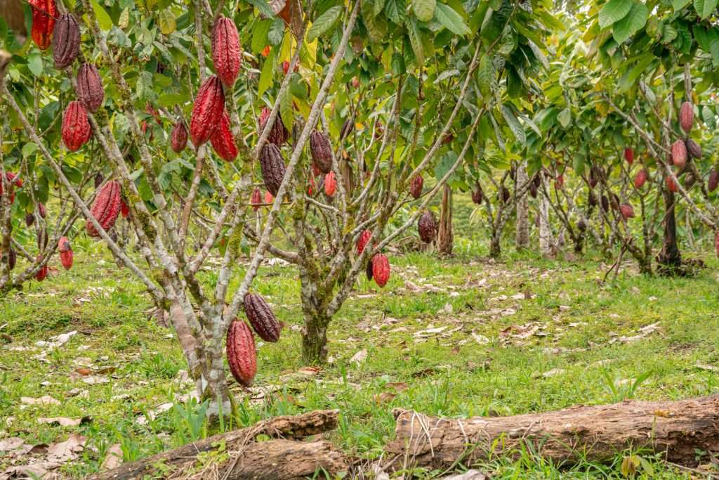 Paria ya no es el principal productor de cacao del país