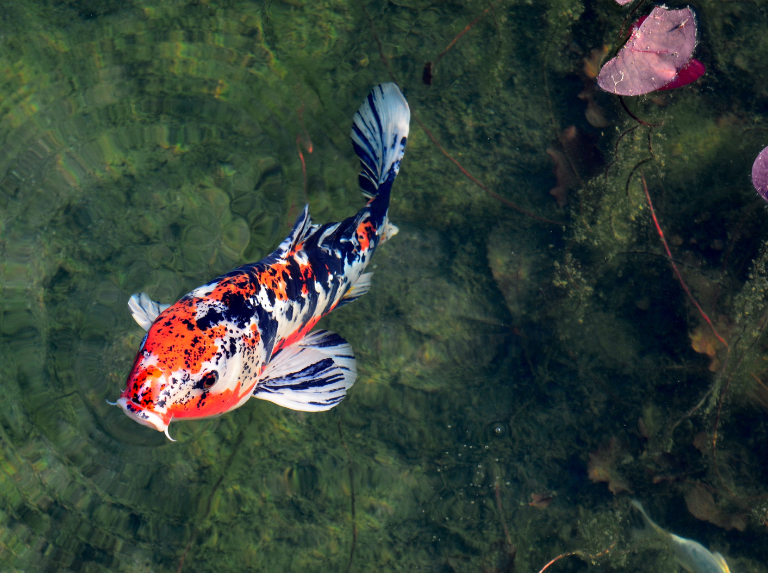 Peces koi en los desagües de Japón: un ejemplo de convivencia con la naturaleza