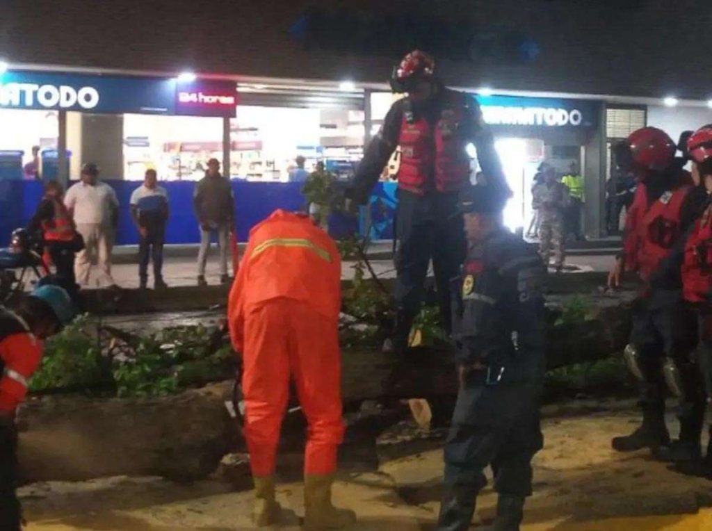 Se cayó árbol grande en la parroquia La Candelaria