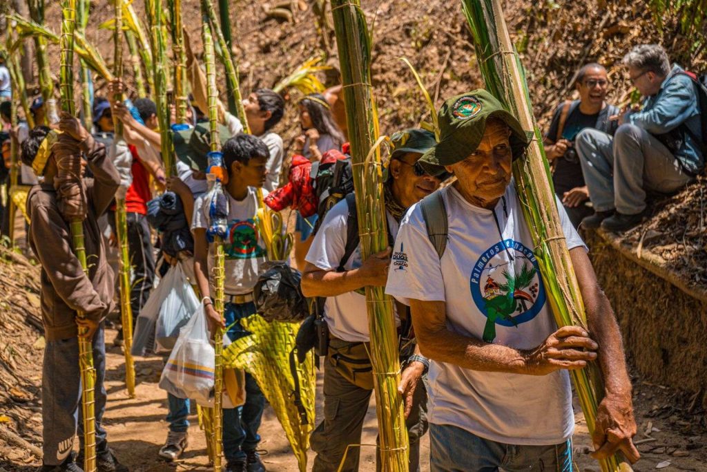 Tradición intacta: 400 Palmeros de Chacao bajaron del Waraira Repano