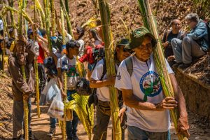 Tradición intacta: 400 Palmeros de Chacao bajaron del Waraira Repano