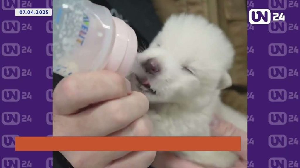 Vuelven a la vida a lobos extintos hace 12 mil años