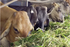 Luis Alejandro Sampayo Cabada